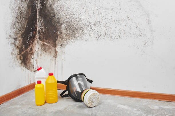 Best Office Mold Removal Services  in Mitchellville, MD