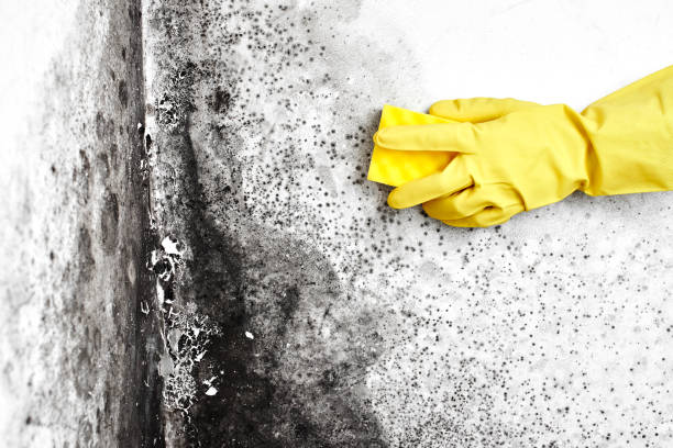 Mold Removal and Inspection in Mitchellville, MD