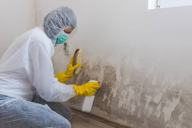 Best Toxic Mold Removal  in Mitchellville, MD