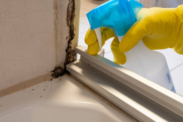 Best Affordable Mold Removal  in Mitchellville, MD