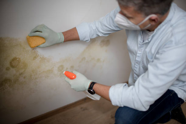 Best Local Mold Removal Service  in Mitchellville, MD