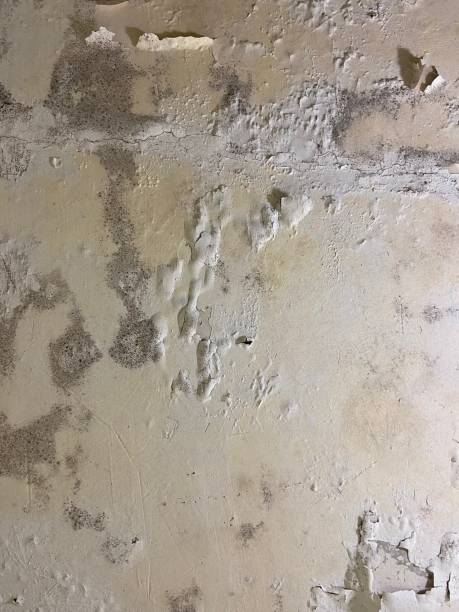 Best Mold Remediation Experts  in Mitchellville, MD