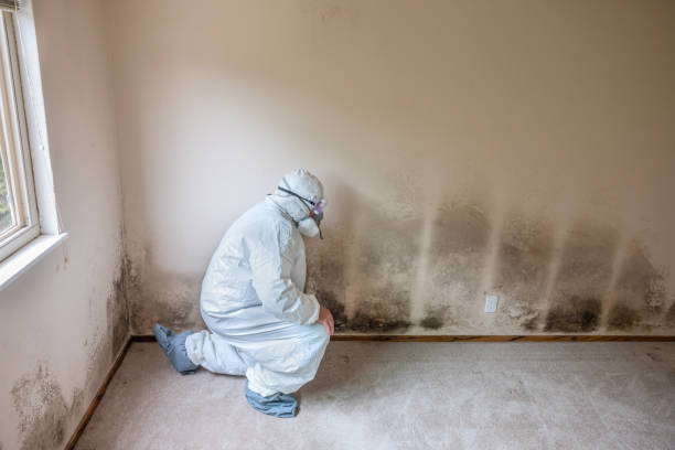 Attic Mold Removal in Mitchellville, MD