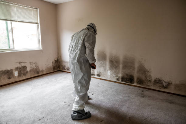 Best Mold Removal and Inspection  in Mitchellville, MD