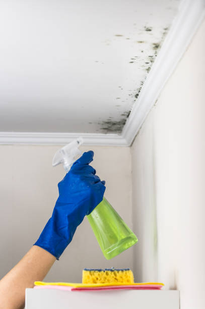 Best Black Mold Removal  in Mitchellville, MD